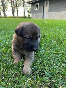 German Shepherd/white lab puppies