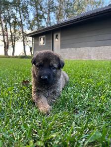 German Shepherd/white lab puppies - Photo 2