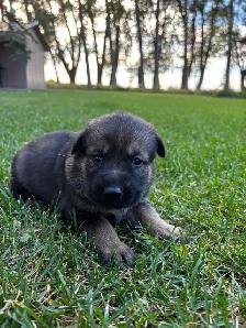 German Shepherd/white lab puppies - Photo 3
