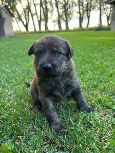 German Shepherd/white lab puppies - Photo 4
