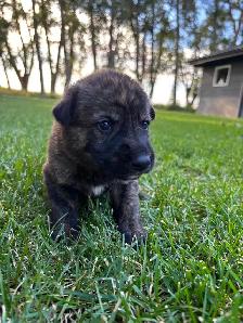 German Shepherd/white lab puppies - Photo 5