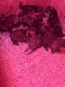 German Shepherd/white lab puppies - Photo 6