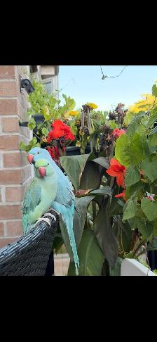 Two Indian ring necks parrots Male and Female for sale