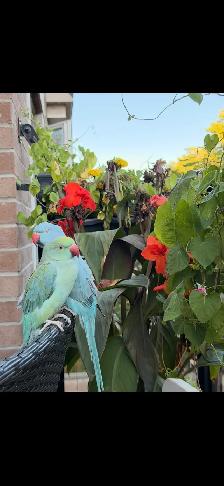 Two Indian ring necks parrots Male and Female for sale - Photo 2