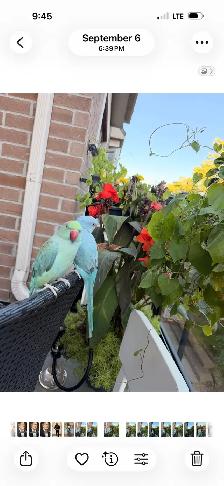 Two Indian ring necks parrots Male and Female for sale - Photo 3