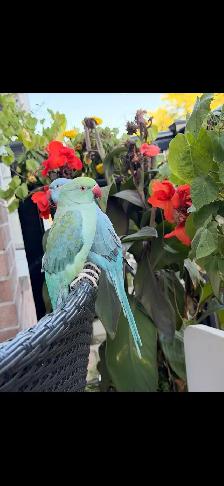 Two Indian ring necks parrots Male and Female for sale - Photo 7