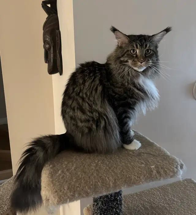 Maine Coon Cat (female)