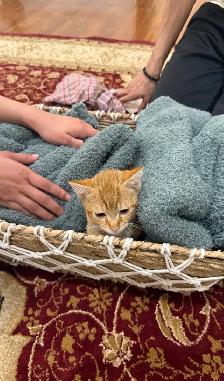 Maui looking for a new home - Photo 2