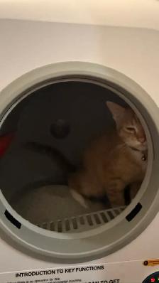 Maui looking for a new home - Photo 9