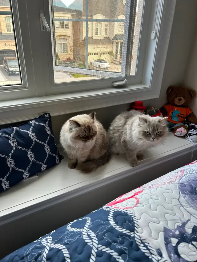 Two beautiful Himalayan Ragdoll Cats looking for a loving home.