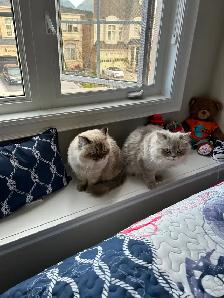 Two beautiful Himalayan Ragdoll Cats looking for a loving home.
