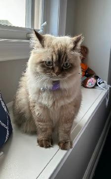 Two beautiful Himalayan Ragdoll Cats looking for a loving home. - Photo 2