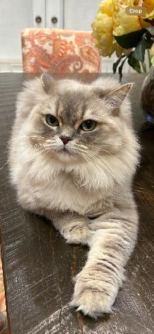 Two beautiful Himalayan Ragdoll Cats looking for a loving home. - Photo 3