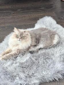 Two beautiful Himalayan Ragdoll Cats looking for a loving home. - Photo 4