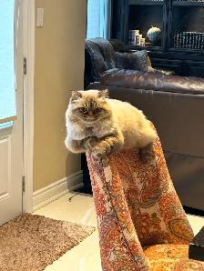 Two beautiful Himalayan Ragdoll Cats looking for a loving home. - Photo 6