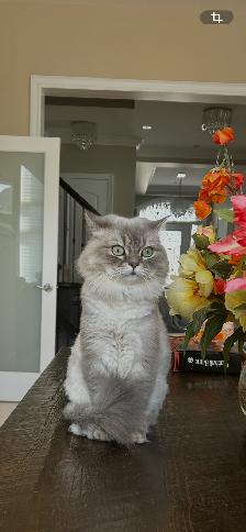 Two beautiful Himalayan Ragdoll Cats looking for a loving home. - Photo 7