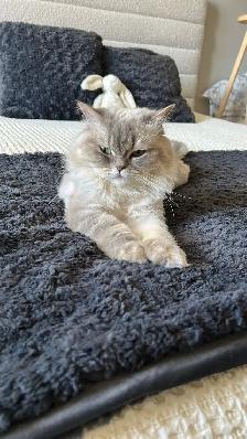 Two beautiful Himalayan Ragdoll Cats looking for a loving home. - Photo 8