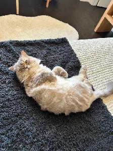 Two beautiful Himalayan Ragdoll Cats looking for a loving home. - Photo 9