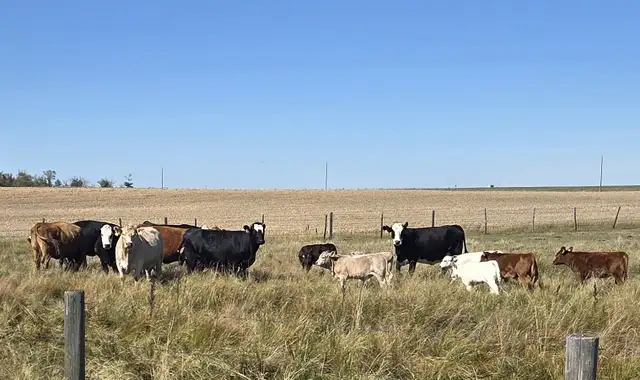 COW/CALF PAIRS