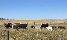COW/CALF PAIRS