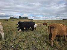 COW/CALF PAIRS - Photo 2