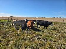COW/CALF PAIRS - Photo 3