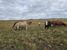 COW/CALF PAIRS - Photo 4