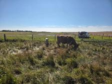 COW/CALF PAIRS - Photo 5