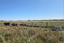 COW/CALF PAIRS - Photo 6
