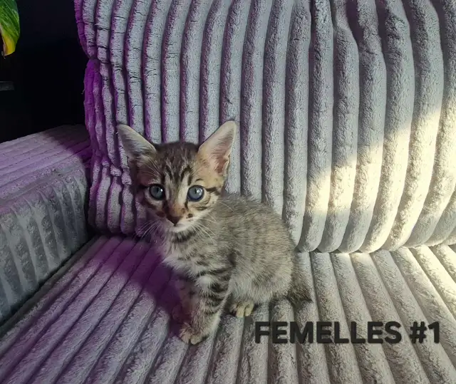 Chaton HIGHLAND Lynx femelle