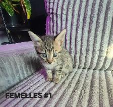 Chaton HIGHLAND Lynx femelle - Photo 2