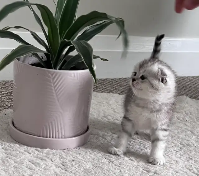 Scottish fold and straight kitten