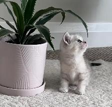 Scottish fold and straight kitten - Photo 2
