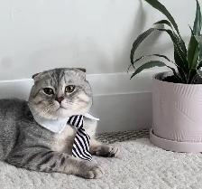 Scottish fold and straight kitten - Photo 7