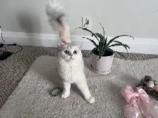 Scottish fold and straight kitten - Photo 8