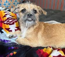 Mixed breed Chihuahua