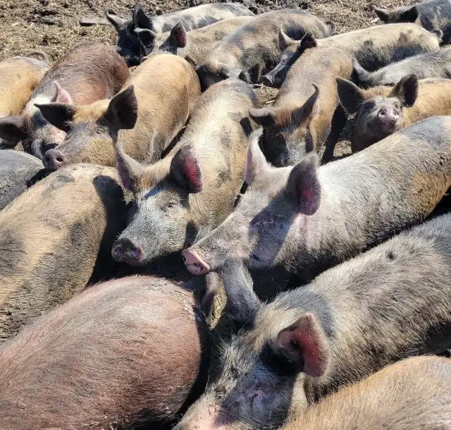 Finished Pigs For Sale