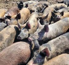 Finished Pigs For Sale
