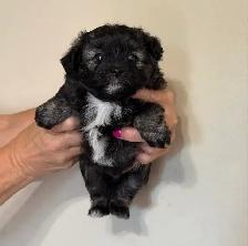 F1 Mini Aussiedoodles - Photo 3