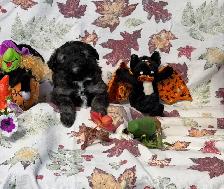 F1 Mini Aussiedoodles - Photo 5