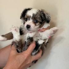 F1 Mini Aussiedoodles - Photo 8