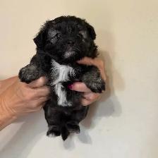 F1 Mini Aussiedoodles - Photo 9