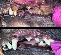 K9 Dental Cleaning - ANESTHETIC FREE - Photo 2