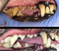 K9 Dental Cleaning - ANESTHETIC FREE - Photo 3