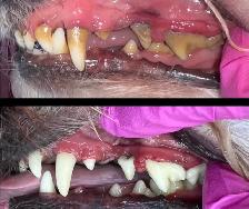 K9 Dental Cleaning - ANESTHETIC FREE - Photo 4