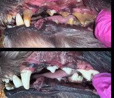 K9 Dental Cleaning - ANESTHETIC FREE - Photo 5