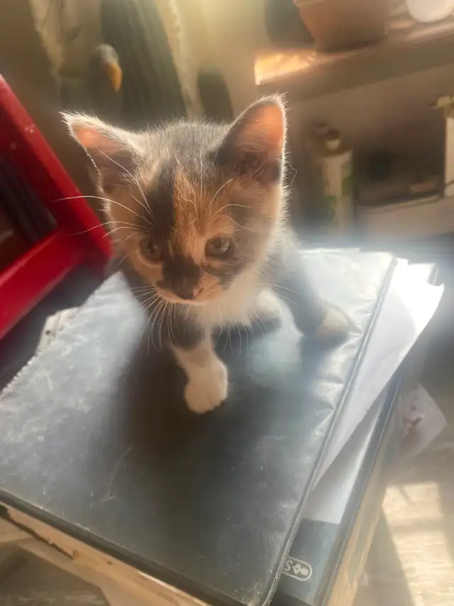 Kitties need a good home