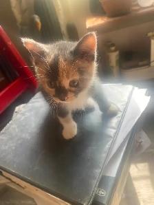 Kitties need a good home