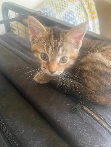 Kitties need a good home - Photo 2