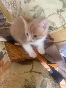 Kitties need a good home - Photo 3
